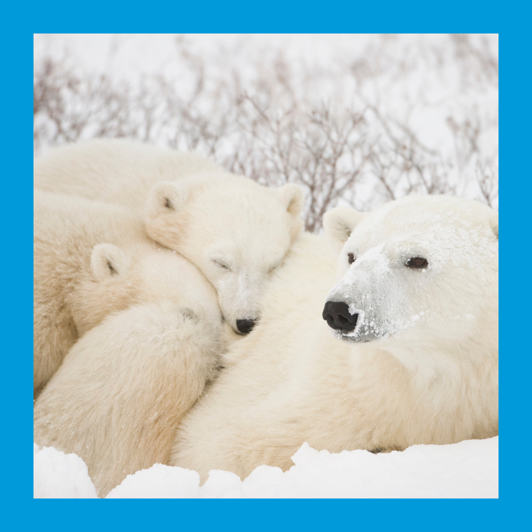 Image of a family of polar bears