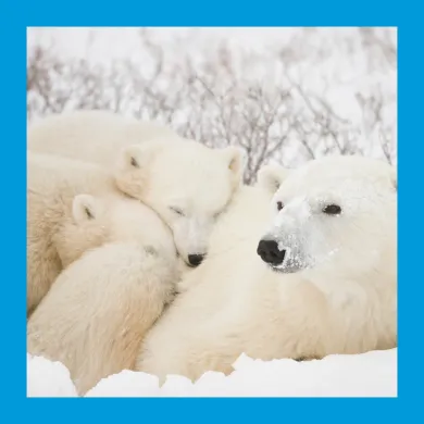 Image of a family of polar bears