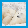 Image of a family of polar bears